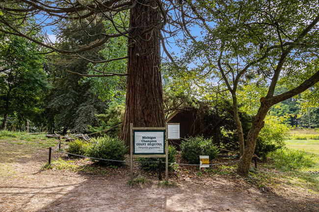 Giant Sequoia on property is open to public visitors